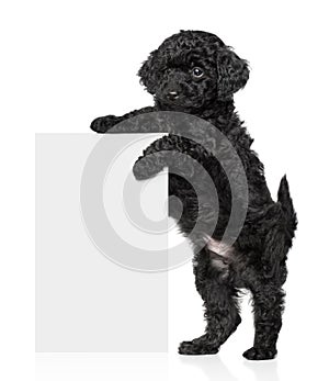 Black Toy poodle puppy hold a banner