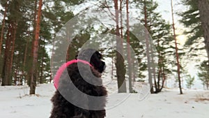 Black toy poodle puppy standing on snow in pine tree forest. Scared dog in the woods. Walking with dog in winter