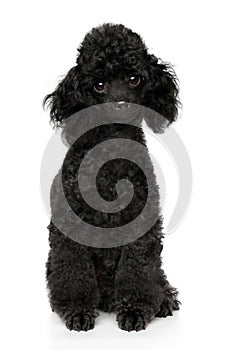 Black toy Poodle puppy on white background