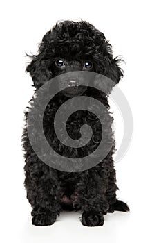 Black Toy Poodle puppy on a white background