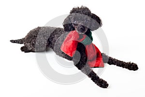 Black toy poodle with red and green scarf isolated