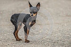 Black toy Terrier