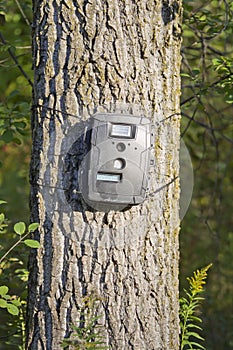 Black Trail Cam on Poplar Tree for Deer Hunting photo