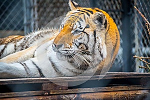 A black transverse stripes Siberian Tiger in Jacksonville, Florida