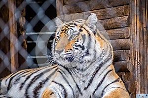 A black transverse stripes Siberian Tiger in Jacksonville, Florida