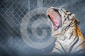 A black transverse stripes Siberian Tiger in Jacksonville, Florida