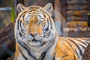 A black transverse stripes Siberian Tiger in Jacksonville, Florida