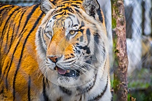 A black transverse stripes Siberian Tiger in Jacksonville, Florida