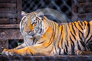 A black transverse stripes Siberian Tiger in Jacksonville, Florida