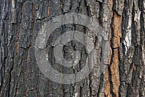 Black tree bark texture close-up