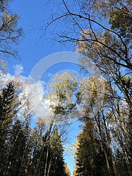 Black tree branches against clear blue sky. Autumn northern landscape in forest with tall trees, firs and pines