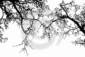 Black tree branches silhouette, vector