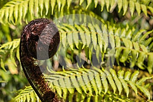 Black tree fern frond - Cyathea medullaris photo