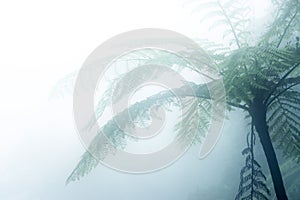 Black tree fern in the mist. Cyathea medullaris