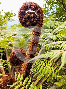 Black Tree Fern in New Zealand