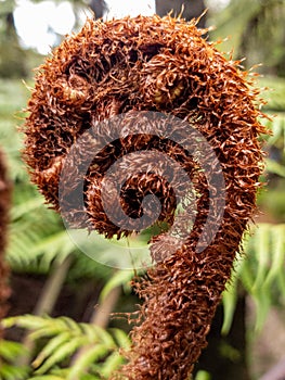 Black Tree Fern in New Zealand