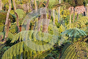 Black tree ferns growing in rainforest