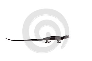 Black tree monitor lizard on white