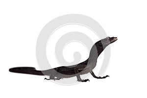 Black tree monitor lizard on white