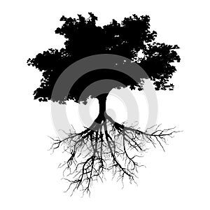 Black tree with roots