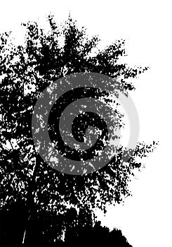 Black tree silhouette. Card with copy space. Isolated on white background. Vector nature illustration