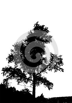 Black tree silhouette. Card with copy space. Isolated on white background. Vector nature illustration