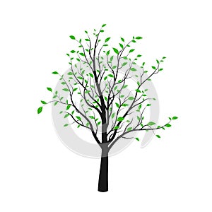 Black tree silhouette with green leaves isolated on white background. Vector