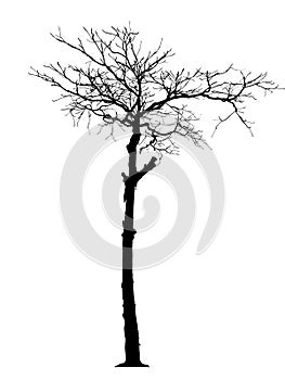 Black tree silhouette set of Thailand no.19 isolated on white background