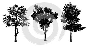 Black tree silhouettes collection isolated on white background