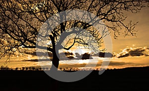 Black tree sillhouette on yellow sunset sky clouds