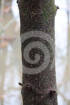 Black tree trunk with white lenticels