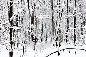 black tree trunks in snowy forest in overcast day