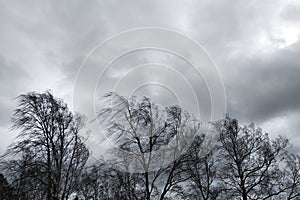 Black trees with bare branches without leaves bent under strong wind in bad cold weather