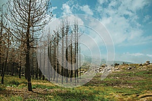 Black trees in a burnt forest on rocky landscape