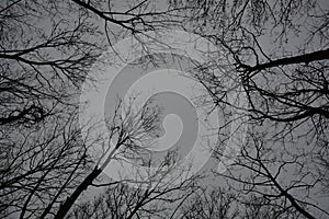 Black trees tangled in a gray sky