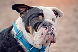 Black tri-color english british Bulldog sitting on seaside at sunse