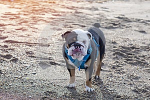 Black tri-color english british Bulldog with tongue sitting on seaside at sunse in summer