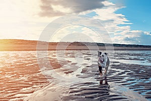 Black tri-color english british Bulldogs walking on seaside at sunse