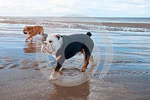 Black tri-color english british Bulldogs walking on seaside at sunset