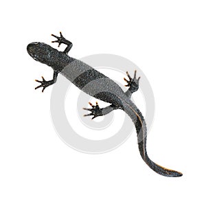 Black Triton lizard isolated on white background. The view from the top.