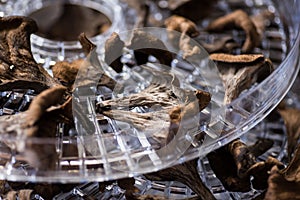 Black trompette mushrooms in the dehydrator