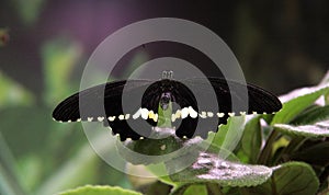 Black, tropical butterfly in the garden . Butterfly with open, black, velvet wings and a white pattern.