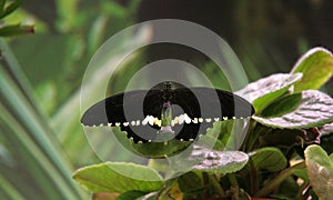 Black, tropical butterfly in the garden . Butterfly with open, black, velvet wings and a white pattern.