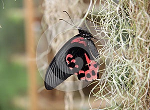 Black, tropical butterfly in the garden . Butterfly with open, black, velvet wings and a white pattern.