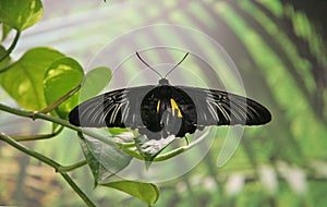 A black, tropical butterfly sits on a tree branch in the garden . A butterfly with open, black, transparent wings and a yellow out