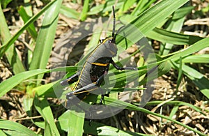 Black tropical grasshopper on the grass