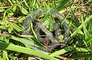 Black tropical grasshopper on the grass, closeup