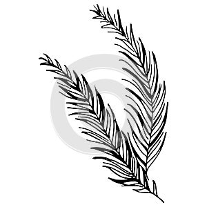 Black tropical leaves on white background. Silhouette palm leaves. Vector graphic illustration. Hand drawn style illustration.