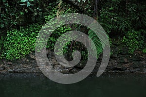 Black tropical river stream or river with a clay wall full of wholes and lush green vegetation