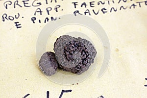 Black truffle